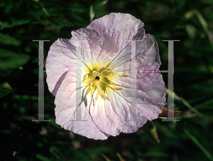 Picture of Oenothera speciosa 'Siskiyou'