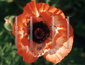 Picture of Papaver orientale 'Pinnacle'