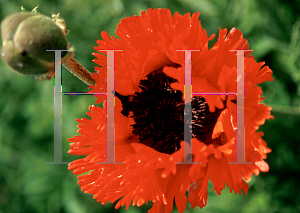 Picture of Papaver orientale 'Turkenlouis'