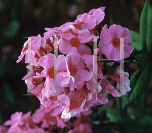 Picture of Phlox paniculata 'Eva Cullum'