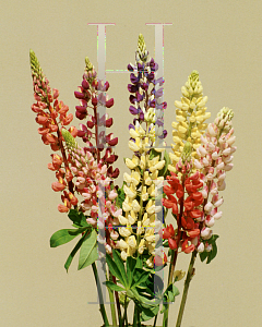 Picture of Lupinus polyphyllus 'Russell Hybrid'