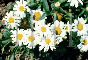 Picture of Leucanthemum x superbum 'Little Princess'