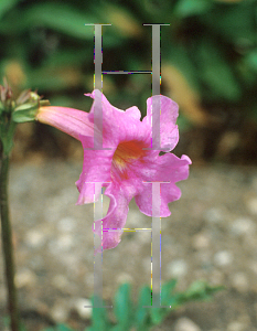 Picture of Incarvillea delavayi 