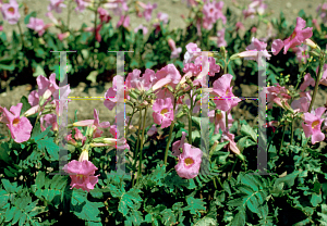 Picture of Incarvillea delavayi 