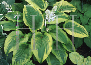 Picture of Hosta montana 'Aureomarginata'