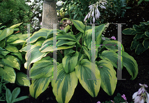 Picture of Hosta montana 'Aureomarginata'