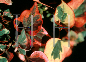 Picture of Houttuynia cordata 'Chameleon'