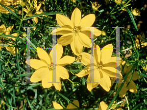 Picture of Coreopsis verticillata 'Golden Showers'