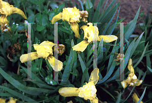 Picture of Iris  'Beechfield'