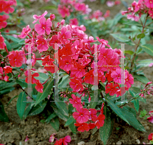 Picture of Phlox paniculata 'Starfire'