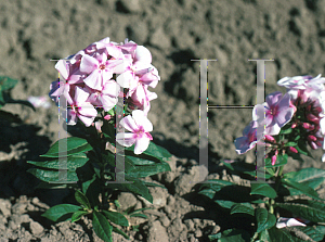 Picture of Phlox paniculata 'Pinafore Pink'
