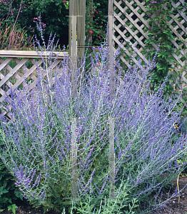 Picture of Perovskia atriplicifolia 