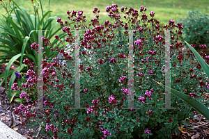 Picture of Origanum laevigatum 'Herrenhausen'