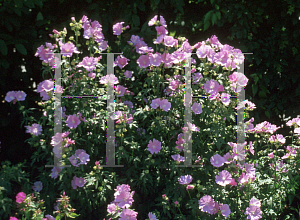 Picture of Malva alcea 'Fastigiata'