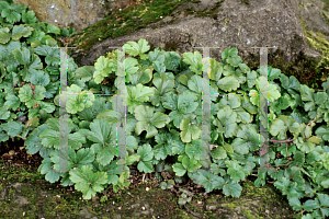 Picture of Waldsteinia ternata 