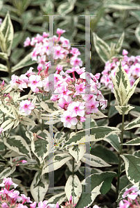 Picture of Phlox paniculata 'Creme de Menthe'