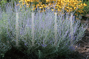 Picture of Perovskia atriplicifolia 'Filagran'