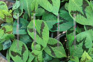 Picture of Polygonum virginianum 'Lance Corporal'