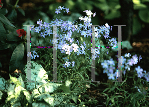 Picture of Phlox divaricata ssp. laphamii 