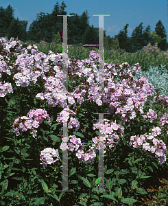 Picture of Phlox paniculata 'Franz Schubert'