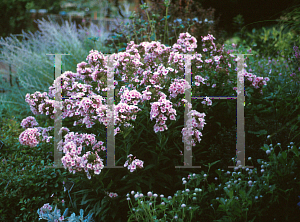 Picture of Phlox paniculata 'Bright Eyes'