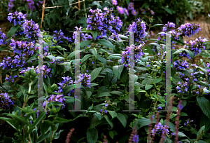 Picture of Nepeta subsessilis 