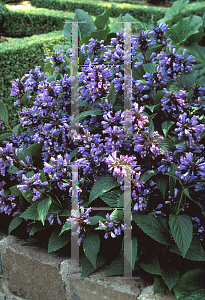 Picture of Nepeta subsessilis 