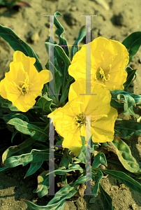 Picture of Oenothera macrocarpa 