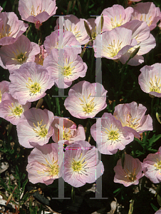 Picture of Oenothera speciosa 'Siskiyou'