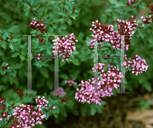 Picture of Origanum laevigatum 'Herrenhausen'