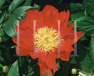 Picture of Paeonia lactiflora 