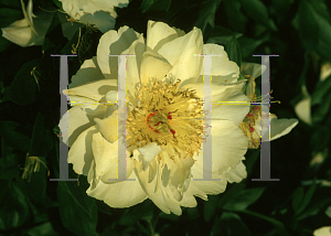 Picture of Paeonia lactiflora 