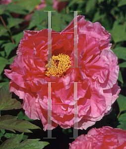 Picture of Paeonia suffruticosa 