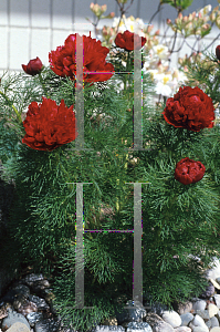 Picture of Paeonia tenuifolia 'Rubra Flora Plena'