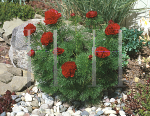 Picture of Paeonia tenuifolia 'Rubra Flora Plena'