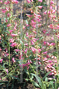 Picture of Penstemon barbatus 'Elfin Pink'