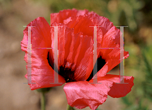 Picture of Papaver orientale 'Raspberry Queen'
