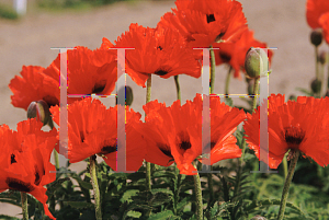 Picture of Papaver orientale 'Turkenlouis'