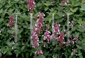 Picture of Nepeta x 'Dawn to Dusk'