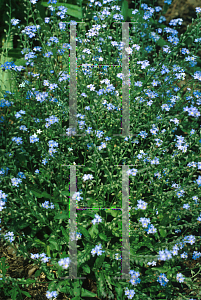 Picture of Myosotis alpestris 