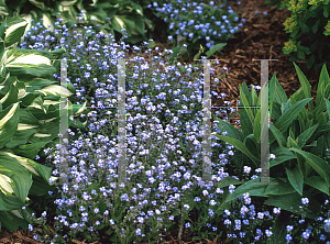 Picture of Myosotis sylvatica 