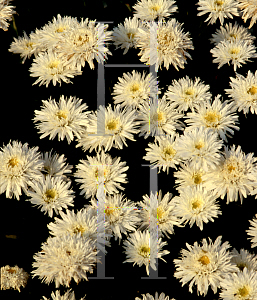 Picture of Leucanthemum x superbum 'Aglaia'