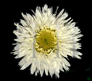 Picture of Leucanthemum x superbum 'Aglaia'