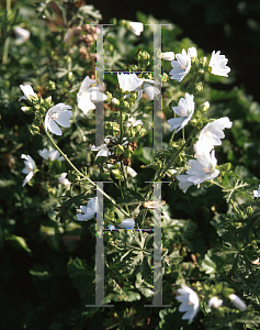 Picture of Malva moschata 'Alba'