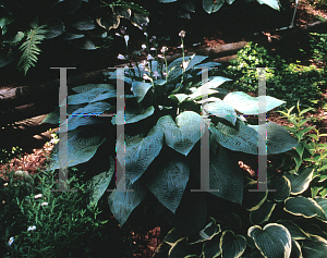 Picture of Hosta  'Wheaton Blue'