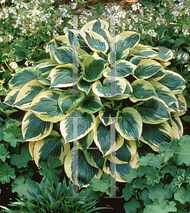 Picture of Hosta  'Twilight'