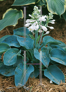 Picture of Hosta  'Sea Sapphire'