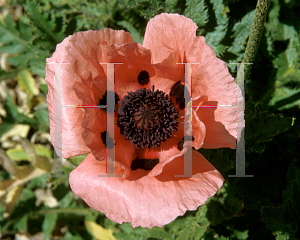 Picture of Papaver orientale 'Queen Alexander'