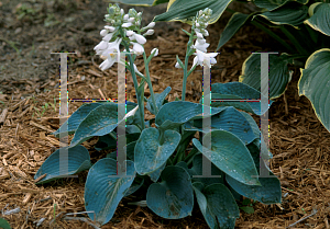 Picture of Hosta  'Sea Sapphire'