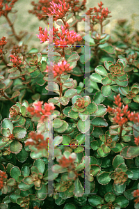 Picture of Sedum spurium 'Fuldaglut'